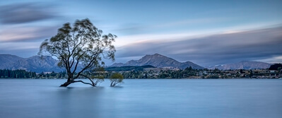 Otago photography locations - Lone Tree of Wanaka