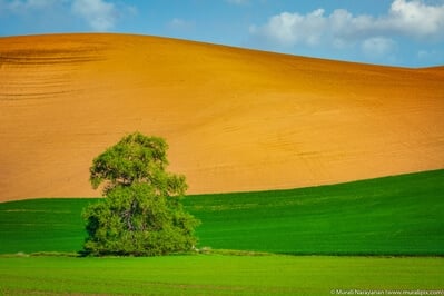 pictures of Palouse - WA 194 Lone Trees