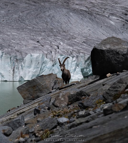 An Ibex with the lake and the lower glacier