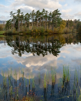 Picture of Tarn Hows, Lake District - Tarn Hows, Lake District