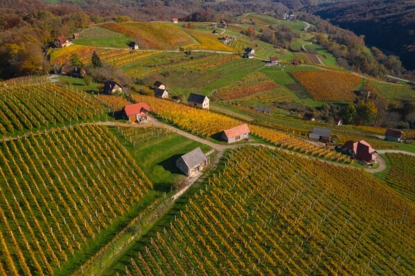 Vineyards in Bela Krajina 