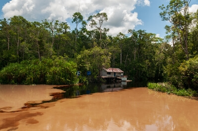 Image of Tanjung Puting National Park with Klotok - Tanjung Puting National Park with Klotok