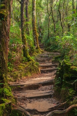Image of Mt Kinabalu Walks and Botanical Garden - Mt Kinabalu Walks and Botanical Garden