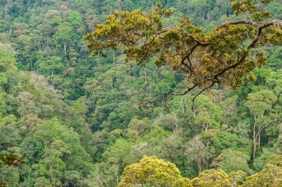 Photo of Mt Kinabalu Walks and Botanical Garden - Mt Kinabalu Walks and Botanical Garden