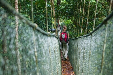 Photo of Gunung Mulu Canopy Walk - Gunung Mulu Canopy Walk