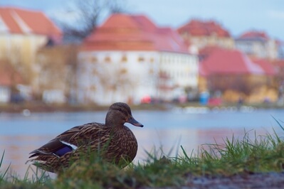 Picture of Right bank of Drava river, Maribor - Right bank of Drava river, Maribor