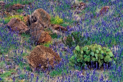 Photo of Bluebonnets on the Slope of Cerro Castellan - Bluebonnets on the Slope of Cerro Castellan