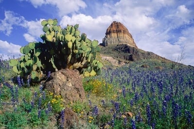 Picture of Bluebonnets on the Slope of Cerro Castellan - Bluebonnets on the Slope of Cerro Castellan