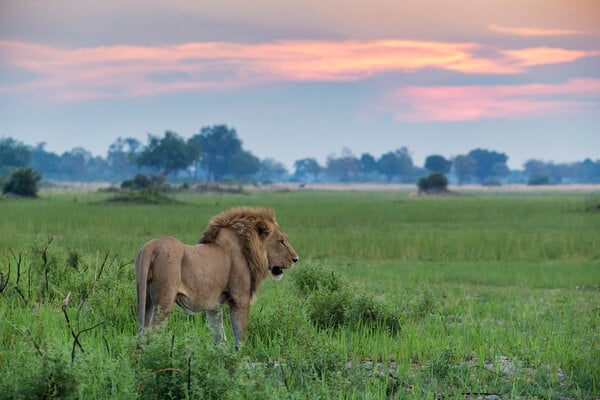 Male lion at dawn