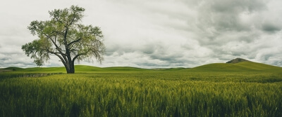 photos of Palouse - Tennessee Flat Road Lone Trees