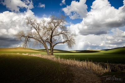 pictures of Palouse - Tennessee Flat Road Lone Trees