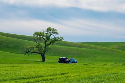 pictures of Palouse - May Road Lone Tree