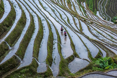 pictures of China - Longji Terraced Fields