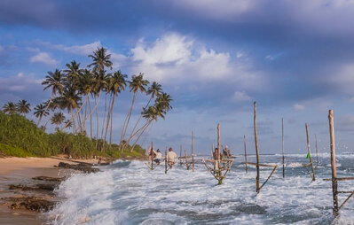 Picture of Stilt fishing (Koggala) - Stilt fishing (Koggala)