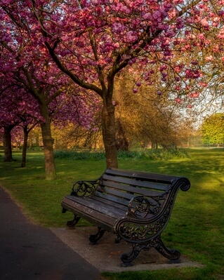 Image of Greenwich Cherry Blossoms - Greenwich Cherry Blossoms