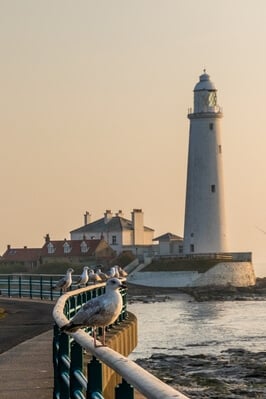 Picture of St Mary's Lighthouse & Causeway - St Mary's Lighthouse & Causeway