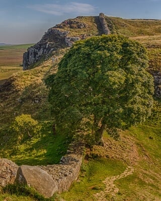 Image of Hadrian’s Wall - Sycamore Gap - Hadrian’s Wall - Sycamore Gap