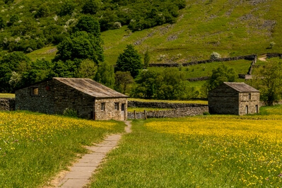 Picture of Muker Meadows, Swaledale - Muker Meadows, Swaledale