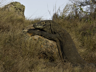 Picture of Komodo National Park - Rinca Island - Komodo National Park - Rinca Island