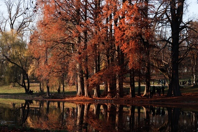 Picture of Nicolae Romanescu Park - Nicolae Romanescu Park