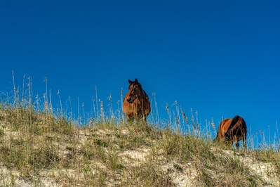 Photo of Wild Horses of the Currituck Outer Banks - Wild Horses of the Currituck Outer Banks