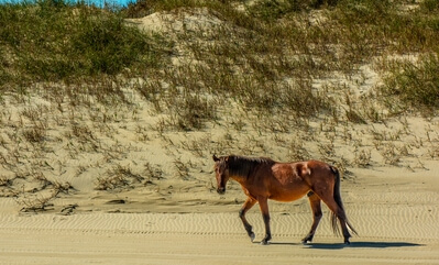 Image of Wild Horses of the Currituck Outer Banks - Wild Horses of the Currituck Outer Banks