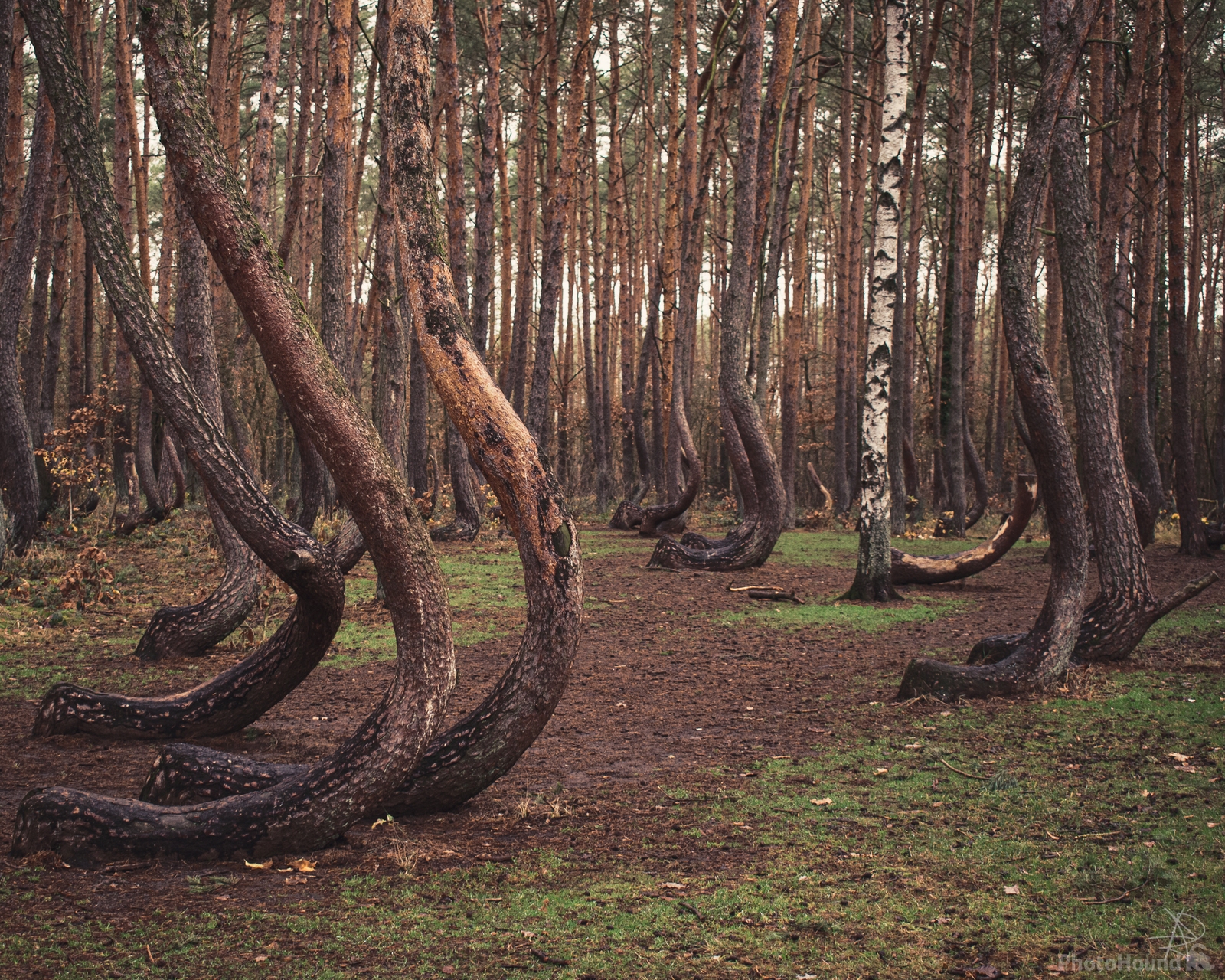 Image Of Crooked Forest By Richard Cbat 1026271