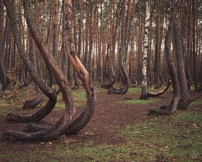Lapsze Wyzne photography spots - Crooked Forest