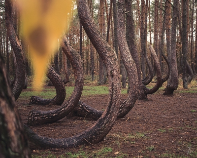 Picture of Crooked Forest - Crooked Forest