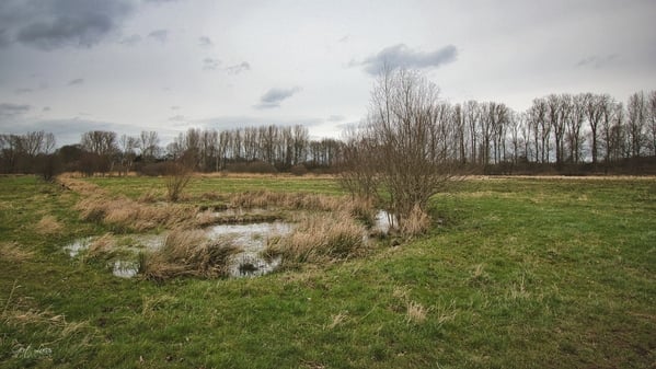 Kessenich - Pond Swamp - Riverpark Maas-valley