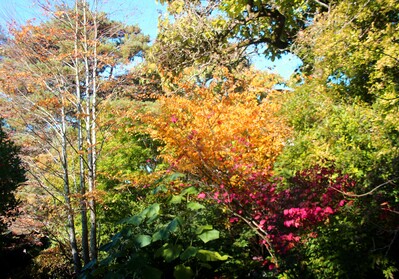 Photo of Kubota Garden - Kubota Garden