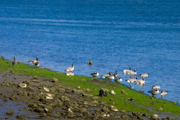 This is a little different view of the geese as they rooted around on the mossy edges of the river.