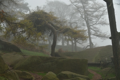 The woods below the Roaches edge in thick fog.