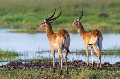 Image of Kwara Reserve - Wildlife - Kwara Reserve - Wildlife