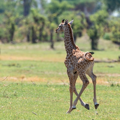 Picture of Kwara Reserve - Wildlife - Kwara Reserve - Wildlife
