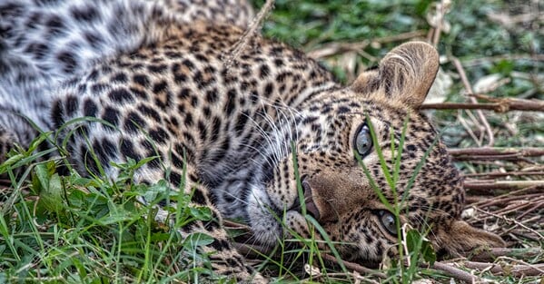 Leopard chilling in the grasses, Maasai Mara, Kenya.