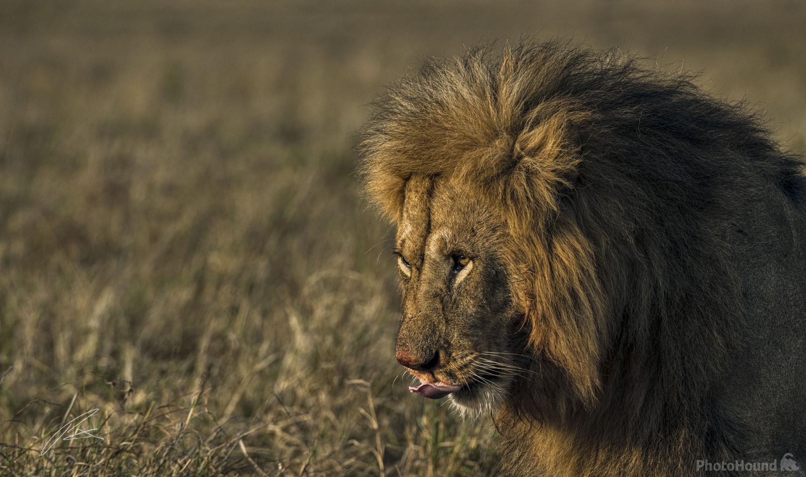 Image of Maasai Mara Game Reserve by Patrick Hulley