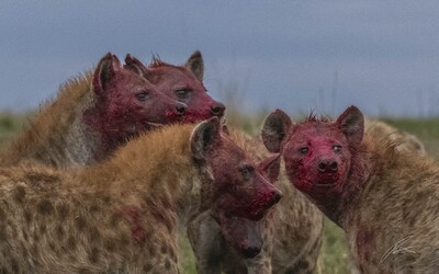 Image of Maasai Mara Game Reserve - Maasai Mara Game Reserve