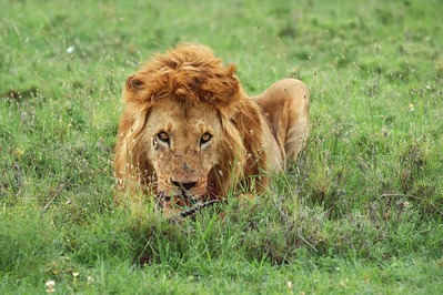 Photo of Maasai Mara Game Reserve - Maasai Mara Game Reserve