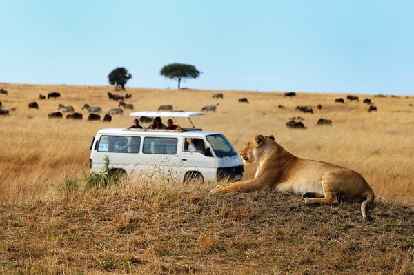 Lioness observing plains ovr Maasai Mara
