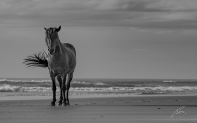 Picture of Wild Horses of the Currituck Outer Banks - Wild Horses of the Currituck Outer Banks