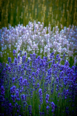 Image of Sequim Lavender Fields - Sequim Lavender Fields
