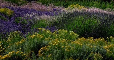 Photo of Sequim Lavender Fields - Sequim Lavender Fields