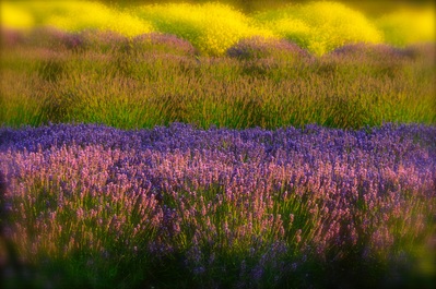 pictures of Olympic National Park - Sequim Lavender Fields