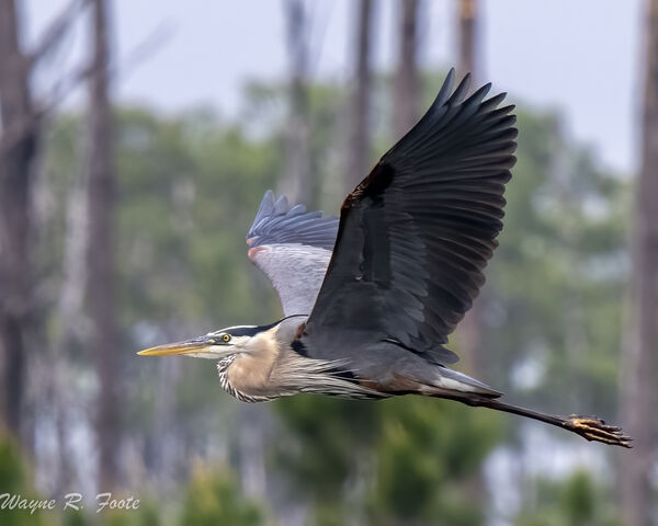 Great Blue Heron on its way to somewhere from somewhere.