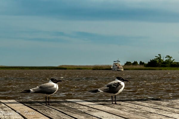 Looking across the Apalachicola River. Laughing Gulls. 