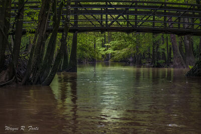 South Carolina photo locations - Congaree National Park - Cedar Creek