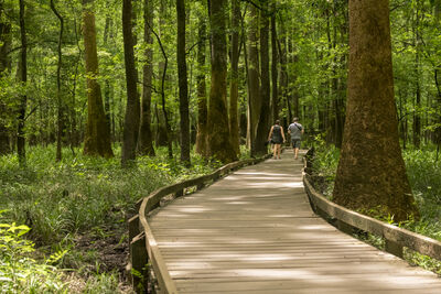 South Carolina photography spots - Congaree National Park - Boardwalk Trail