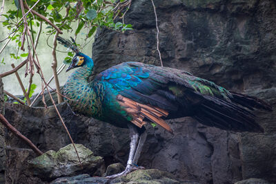 Photo of Central Park Zoo - Central Park Zoo