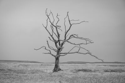 Picture of Dead Trees in the Porlock Marshes - Dead Trees in the Porlock Marshes